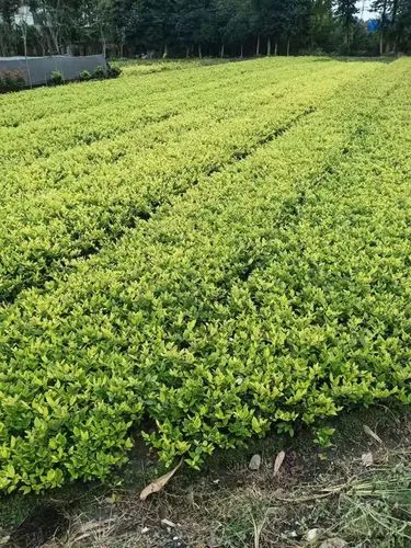 天水机场绿化工程质保金