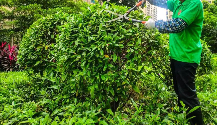 武冈最大绿化苗市场在哪里
