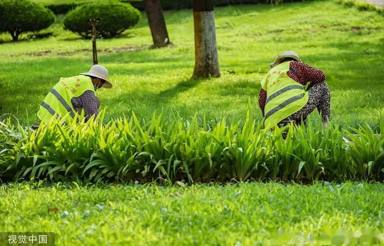 河南绿化工程种植基地